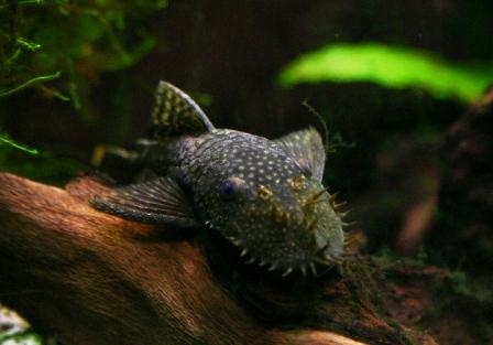 Aquarium