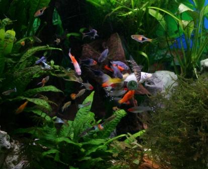 Aquarium