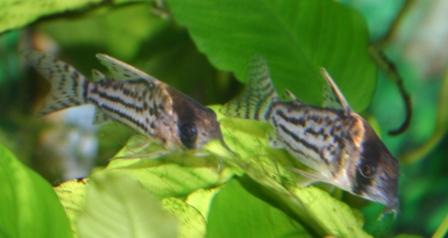 Aquarium