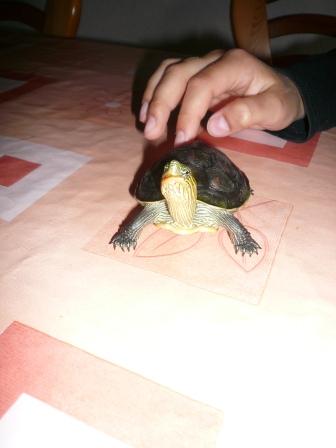 Frieda