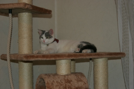 Minka
