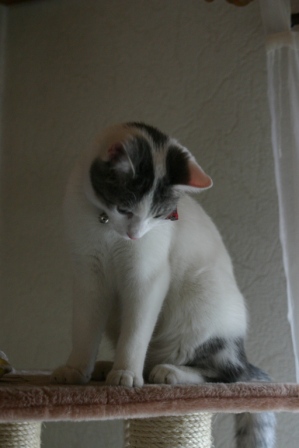Minka
